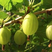 Крыжовник Зелёный Бутылочный 1541