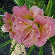 Лилейник Lacy Dolli 2281