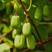 Актинидия Коломикта Отличница 2723