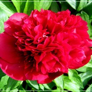 Пион Rubra Plena 1907