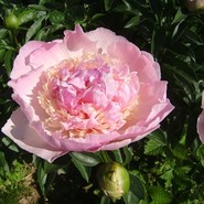 Пион Raspberry Sundae 1900