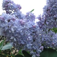 Сирень Президент Греви 2781
