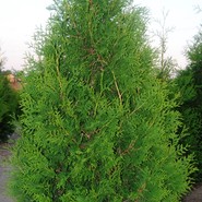 Туя Западная Брабант 2696