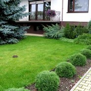 Туя Западная Даника 2529