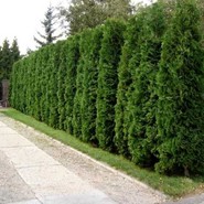 Туя Западная Колумна 2697