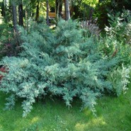 Можжевельник Виргинский  Хетц 2508