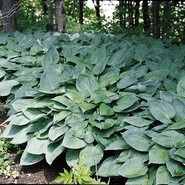 Хоста Hyacinthina 2257