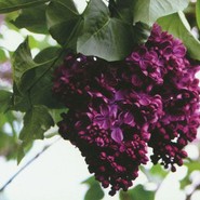 Сирень Фрэнк Патерсон 2252