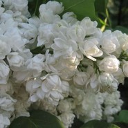 Сирень Память о Колесникове 2253