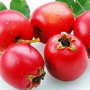 Полезные свойства Боярышника
