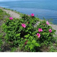 2-Полезные свойства Шиповника Морского