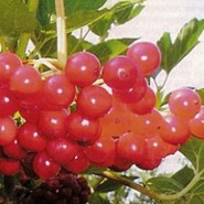 2-Полезные свойства Калины