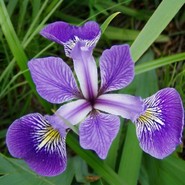 Ирис Бородатый  Versicolor 1984