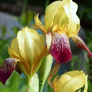 Ирис Бородатый Variegata Kosaciec gladki  Kosatec1991