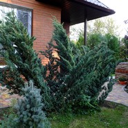 Можжевельник Чешуйчатый Мейера 2208