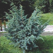 Можжевельник Китайский Блю Альпс 2209