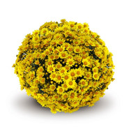 Хризантема Atlantico Yellow 3335-Мульт