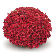 Хризантема Boda Red 3345-Мульт