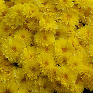 Хризантема Brandove Yellow 3396-Мульт
