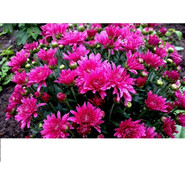 Хризантема Branglory Purple 3402-Мульт