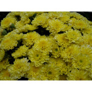 Хризантема Elfie Light Yellow 3366-Мульт