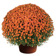 Хризантема Jacqueline Orange Red 3382-Мульт
