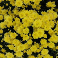 Хризантема Jacqueline Yellow 3379-Мульт