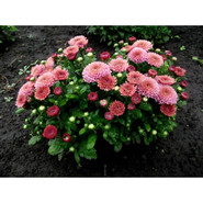 Хризантема Katelli Pink 3438-Мульт