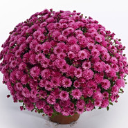 Хризантема Livia Dark Pink 3344-Мульт