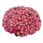 Хризантема Sanbeam Pink Bicolor 3331-Мульт
